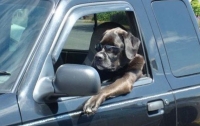 Собаки за рулем становятся похожи на хозяев (фото)