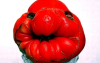 Внезапно: ГМО-помидоры лечат лучше лекарств