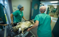 Чудо медицины в Великобритании: кошке сделали операцию на мозге (ФОТО)