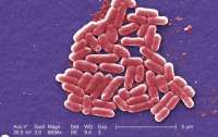Вчені відкрили нову бактерію, яка їсть метал