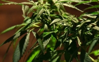 Семь тонн марихуаны изъяли из грузовика с арбузами в Аргентине
