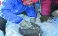 На Южном полюсе обнаружен 18-килограммовый метеорит