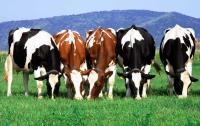 Украина поставила антирекорд по поголовью скота