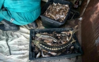 Браконьеров с уловом на сотни тысяч гривен задержали в Азовском море