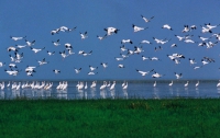 На заповедном озере в Китае открылась больница для перелетных птиц