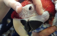 Врачи спасли самого большого попугая в мире