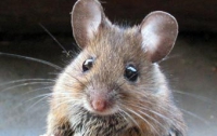 После БЮТ в Госкомрезерве остались только упитанные мыши 