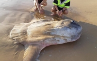 На побережье Австралии нашли огромную солнечную рыбу