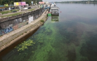 Киевлян смущают необычные водоросли в Днепре