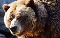 Месть лесорубам: в Карпатах свирепый медведь держит в страхе селян (видео)