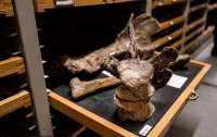 Немецкие ученые открыли скелет неизвестного динозавра