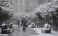 Непогода во Львове: деревья падают на людей и автомобили