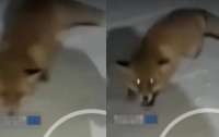 Голодный хищник решил подкрепиться продовольством, которое охранял нетрезвый сторорж (видео)