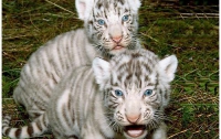 В Японии родились уникальные тигрята (ФОТО) 