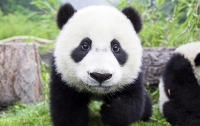 Эффект панды: как избавиться от синяков под глазами