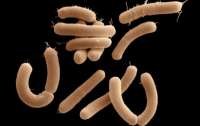 На коже человека могут жить неизвестные науке бактерии и грибки