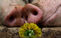 По соседству с Украиной - вспышка африканской чумы свиней 