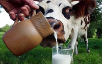 Закупочные цены на качественное молоко в Европе на 10-15% ниже, чем в Украине, - эксперт