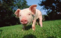Африканская чума свиней захватила еще одну страну Европы