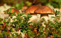 На Житомирщине произошло массовое отравление грибами