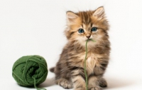 Самый милый котенок в мире покорил миллионы сердец (ФОТО)