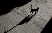 В Запорожской области хозяева замученного кота начали масштабные поиски живодеров