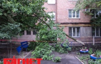 В Одессе упавшие после бури деревья вкапывают обратно