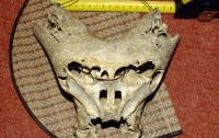 Шокирующая находка: в горах Адыгеи нашли череп 
