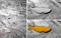 Найденная на Марсе акула вызвала спор среди ученых