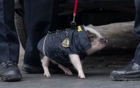 Полиция Нью-Йорка взяла на службу патрульную свинью