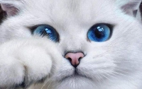 Найден кот с самыми красивыми глазами