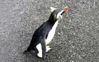 Пингвин повадился ходить в гости к жителям новозеландского городка