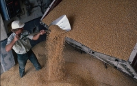 Из-за моратория на экспорт зерна украинские аграрии потеряют 6 миллиардов гривен