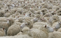 В Великобритании стадо овец наелось каннабиса и устроило дебош