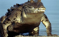 Найден невероятно старый крокодил