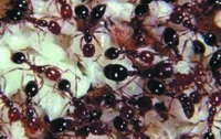 Сумасшедшие муравьи в США портят электроприборы