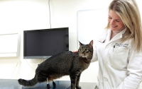 В США ученые вживили коту титановые лапы (ВИДЕО)