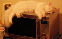 Британец снял на видео, как он жарил своего кота в микроволновке