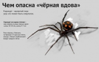На Одещині жінку вкусив павук-каракурт