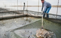 Украинцам дадут денег на разведение рыбы