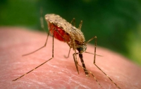 Жителей Донецка терроризируют малярийные комары