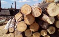 На Закарпатье СБУ разоблачила масштабное хищение лесов на сумму в 14 млн гривен