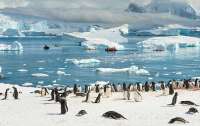 Китай и россия блокируют создание заповедников в Антарктике