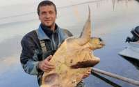 В Скадовске из Черного моря выловили необычное животное