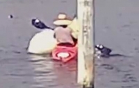 Ламантин перевернул лодку с любопытной туристкой (видео)