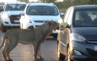 Львица едва не вскрыла дверь автомобиля с туристами в ЮАР (видео)