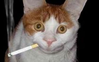 Кот научил курить кота (ФОТО)