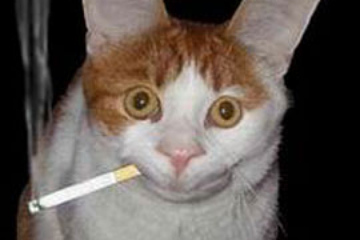 картинка кот с марихуаной