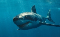 В Хургаде белая акула напала на человека
