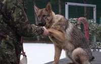 Там, де жив Янукович, тепер тренуються собаки для ЗСУ